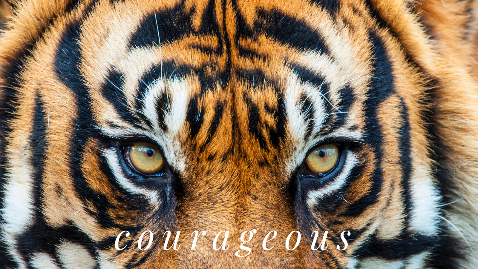 Solar Plexus Chakra - with Tiger's Eye Gemstones | 8oz / 236ml